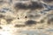 Isolated mallard ducks couple anas platyrhynchos flying in blue sky