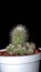 Isolated Mammilaria cactus on black background.