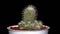 Isolated Mammilaria cactus on black background.