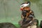 Isolated mandarin duck on the green water background