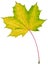 Isolated maple leaf