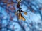 Isolated maple seed hanging on twig, blurred blue background