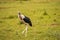 Isolated Marabou walking in the savannah plain of Amboseli Park