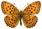 Isolated Marbled Fritillary butterfly