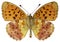 Isolated Marbled Fritillary butterfly