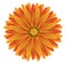 Isolated marigold