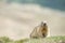 Isolated Marmot