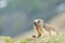 Isolated Marmot