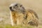 Isolated marmot portrait