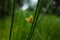 isolated marsh grass flower on a dark green stem