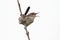 Isolated Marsh Wren On A Stump