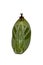 Isolated mature chrysalis of common nawab butterfly Polyura at