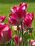 Isolated Medium Pink Tulips with Stems