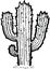 Isolated Mexico Desert Cactus plant