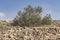 Isolated Mitnan Shrub Growing on a Rocky Desert Hillside in Israel