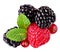 Isolated mixed berries. Raspberry, Cranberry, Blackberry and Mint leaves on white background. Top view