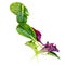 Isolated Mixed Salad leaves with Spinach, Chard, lettuce, rucola on white background
