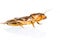 Isolated Mole Cricket