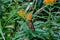 Isolated Monarch butterfly, Danaus plexippus, wanderer, on orange butterfly weed flower  Omaha Nebraska