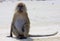 Isolated monkey crab eating long tailed Macaque, Macaca fascicularis sitting upright in human like postion on lonely beach