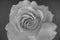 Isolated monochrome rose blossom macro, gray blurry background, bright fine art still life image of a single bloom