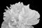 Isolated monochrome single white peony blossom on black background