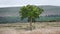 Isolated moorland tree.