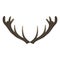 Isolated moose antlers