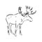 Isolated moose illustration. moose vector sketch illustration