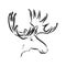 Isolated moose illustration. moose vector sketch illustration