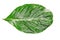 Isolated Morinda citrifolia or indian mulberry, noni leaf on white background