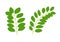 Isolated Moringa Leaf Illustration