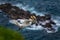 Isolated Morus bassanus flying over island with feather on beak