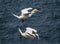 Isolated Morus bassanus pair flying over island with feather on beak