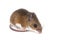 Isolated Mouse