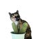 Isolated multi-colored cat with cactus on white background