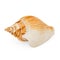 Isolated Multi Colored Single Sea Shell Straight On Angle