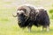 Isolated Musk Ox