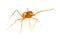 Isolated Myrmarachne plataleoides jumping spider