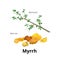 Isolated myrrh branch with leaves and resin. Vector illustration