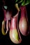 Isolated nepenthes plant (black background)