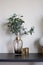 Isolated nice artificial plant in glass vase with gold stainless trim edge and gold mirror vase setting on empty  black wood top