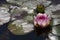 Isolated Nymphaea \'Mrs Richmond\'