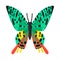 Isolated object of butterfly and zoology logo. Set of butterfly and wildlife stock symbol for web.