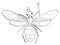 Isolated object coloring, black lines, white background. The insect, the head of the ants, the queen in the crown and