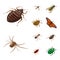 Isolated object of insect and fly logo. Collection of insect and entomology vector icon for stock.