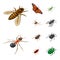 Isolated object of insect and fly logo. Collection of insect and entomology vector icon for stock.