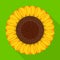 Isolated object of sunflower and sunshine icon. Set of sunflower and heat vector icon for stock.