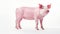 Isolated one pigs color mammal pink livestock farming white agriculture piglet small domestic