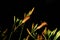 Isolated Orange Day lilies, Hemerocallis